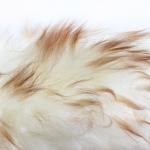 Chổi vệ sinh bụi lông cừu cao cấp siêu mềm Maxshine 100% Lambswool Detailing Duster 60cm 704605